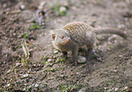 banded mongoose