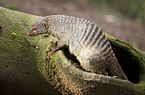 banded mongoose