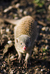 banded mongoose