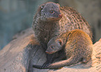 banded mongooses