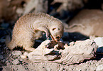 banded mongoose