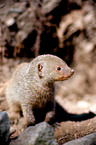 banded mongoose