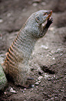 banded mongoose