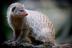 banded mongoose