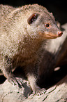 banded mongoose