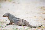 banded mongoose