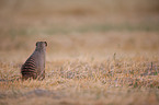 banded mongoose