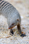 banded mongoose