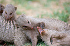 banded mongoose