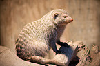 banded mongoose