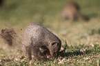 banded mongoose