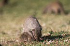 banded mongoose