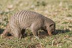 banded mongoose