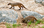 banded mongooses