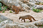 banded mongooses