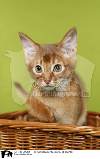 Abessinier Ktzchen / Abessinier Kitten / RR-09864