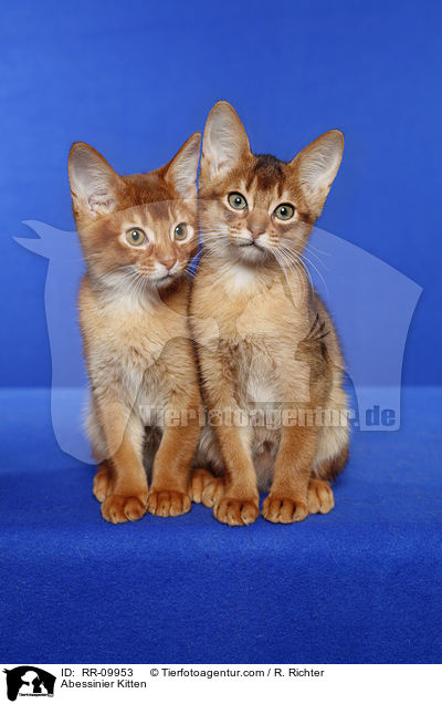Abessinier Ktzchen / Abessinier Kitten / RR-09953