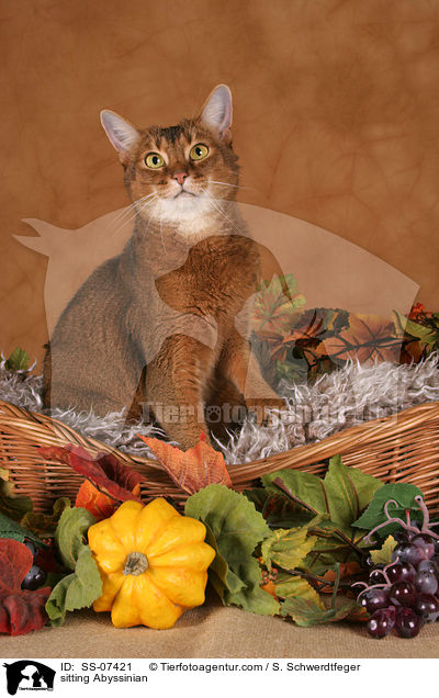 sitting Abyssinian / SS-07421