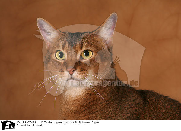 Abessinier Portrait / Abyssinian Portrait / SS-07438