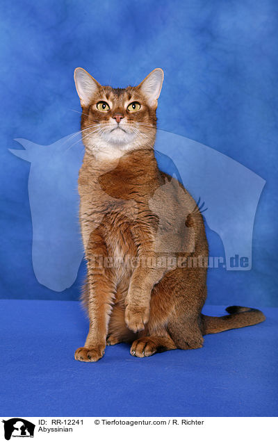 wildfarbene Abessinier / Abyssinian / RR-12241