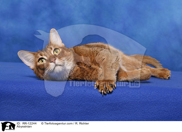 wildfarbene Abessinier / Abyssinian / RR-12244