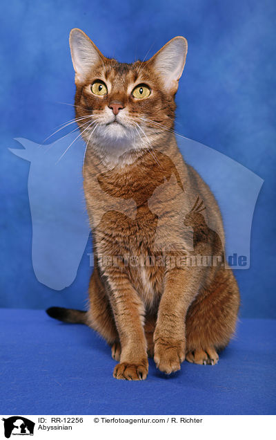 wildfarbene Abessinier / Abyssinian / RR-12256