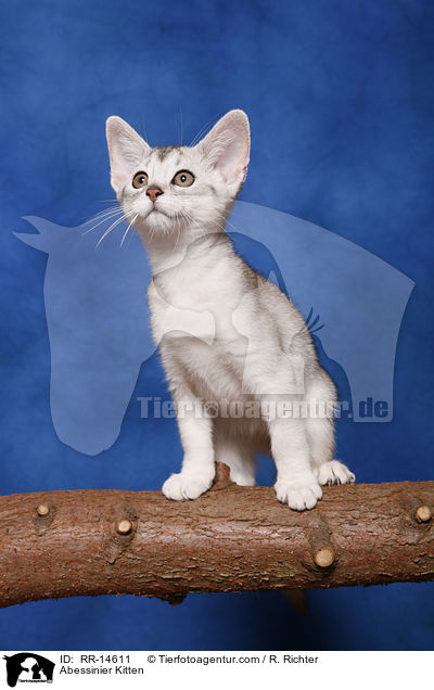 Abessinier Ktzchen / Abessinier Kitten / RR-14611