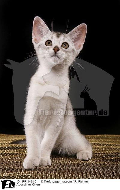 Abessinier Kitten / RR-14615