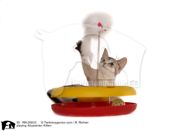 spielendes Abessinier Ktzchen / playing Abyssinian Kitten / RR-26833