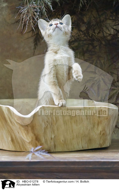 Abessinier K�tzchen / Abyssinian kitten / HBO-01278