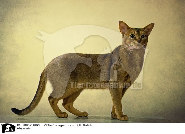 Abessinier / Abyssinian / HBO-01863