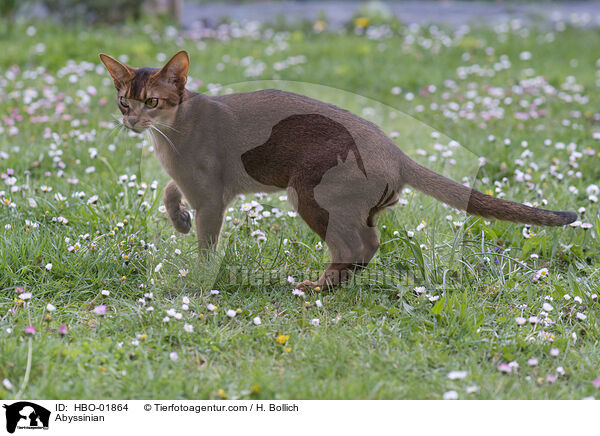 Abyssinian / HBO-01864