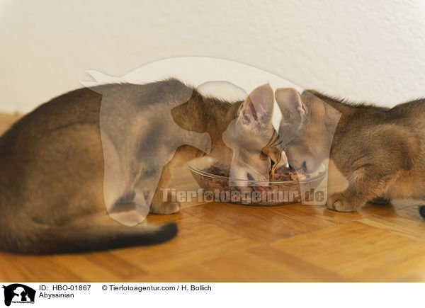 Abessinier / Abyssinian / HBO-01867