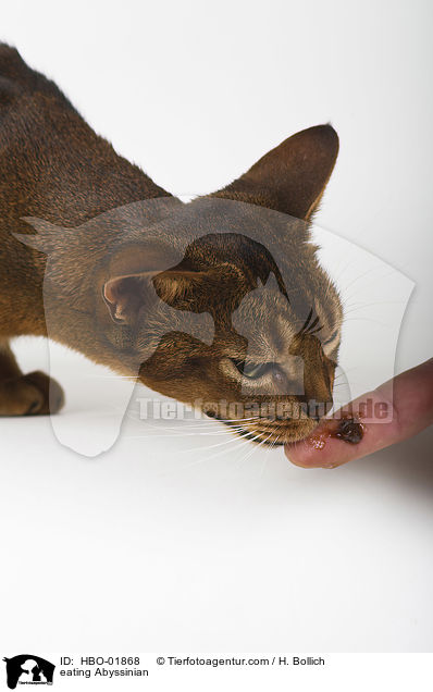 eating Abyssinian / HBO-01868