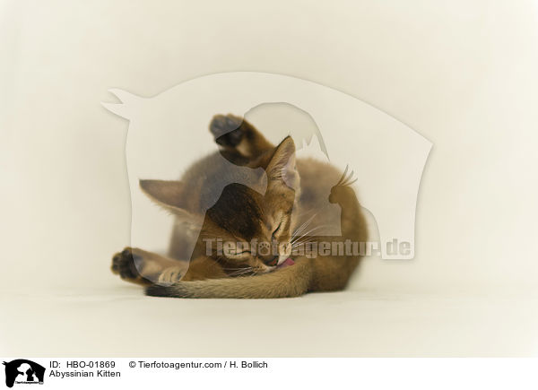 Abessinier Ktzchen / Abyssinian Kitten / HBO-01869