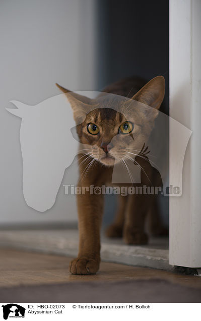 Abessinier Katze / Abyssinian Cat / HBO-02073