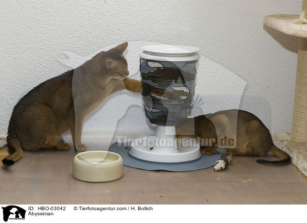 Abessinier / Abyssinian / HBO-03042