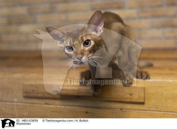 Abessinier / Abyssinian / HBO-03659