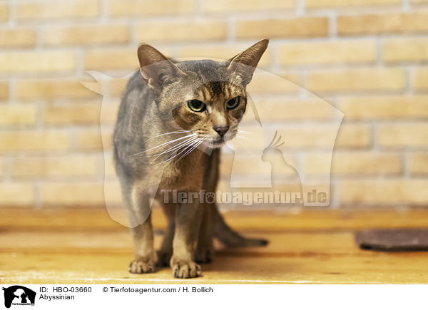 Abessinier / Abyssinian / HBO-03660
