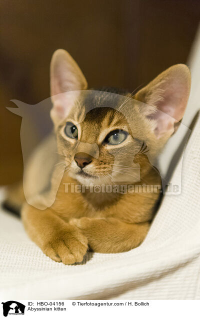Abessinier Ktzchen / Abyssinian kitten / HBO-04156