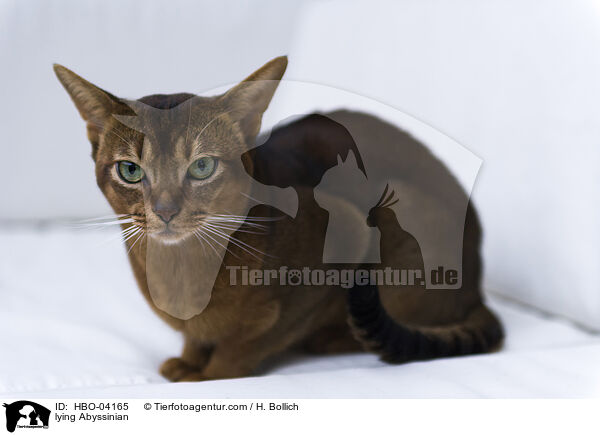 liegende Abessinier / lying Abyssinian / HBO-04165