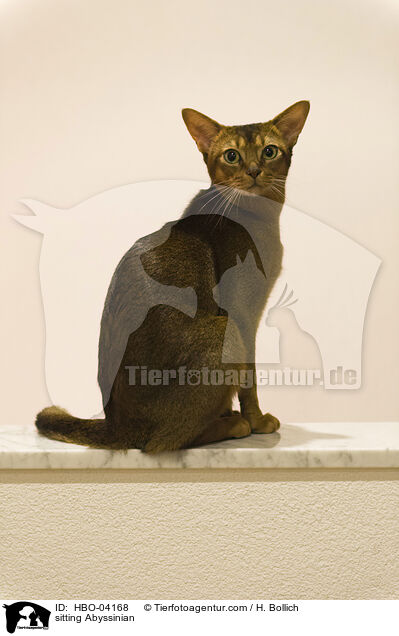 sitzende Abessinier / sitting Abyssinian / HBO-04168