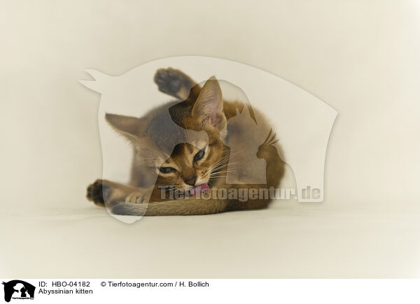 Abessinier Ktzchen / Abyssinian kitten / HBO-04182