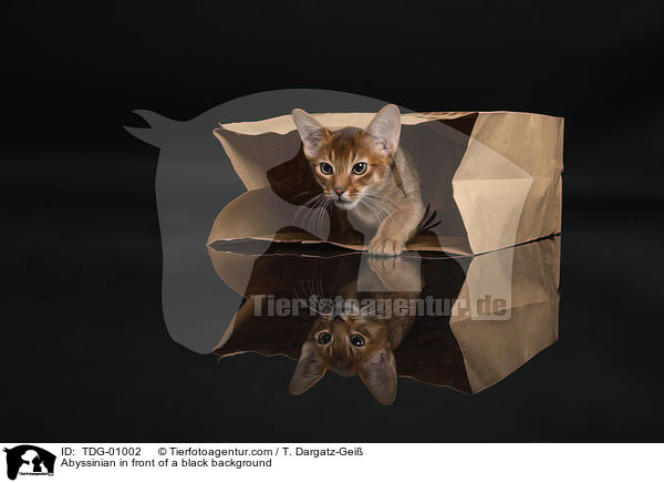 Abessinier vor schwarzem Hintergrund / Abyssinian in front of a black background / TDG-01002