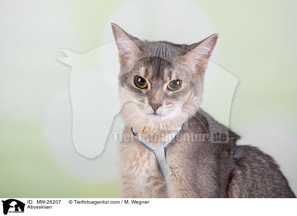 Abessinier / Abyssinian / MW-26207
