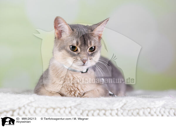 Abessinier / Abyssinian / MW-26213