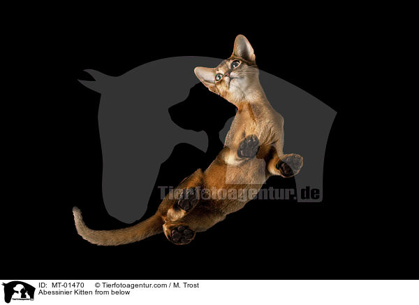 Abessinier Kitten from below / MT-01470