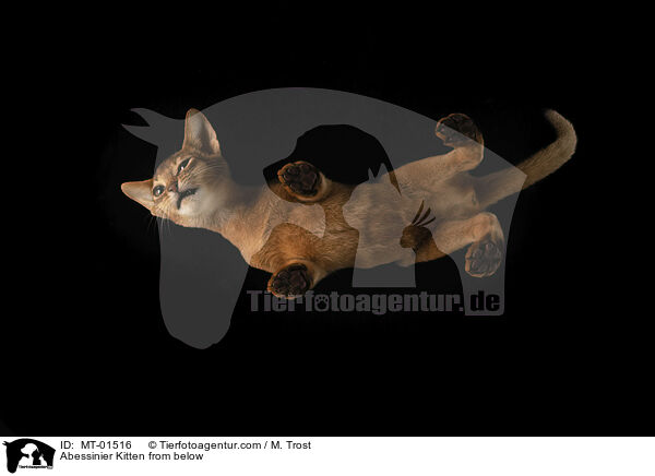 Abessinier Ktzchen von unten / Abessinier Kitten from below / MT-01516
