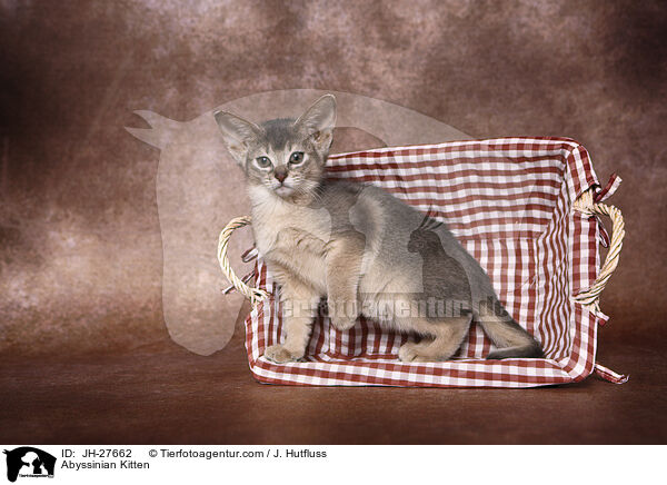 Abessinier Ktzchen / Abyssinian Kitten / JH-27662