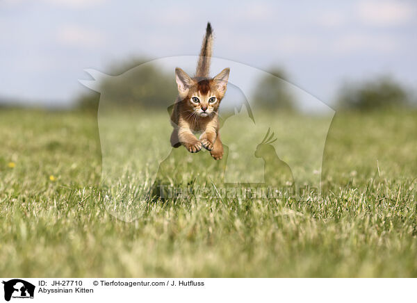 Abyssinian Kitten / JH-27710